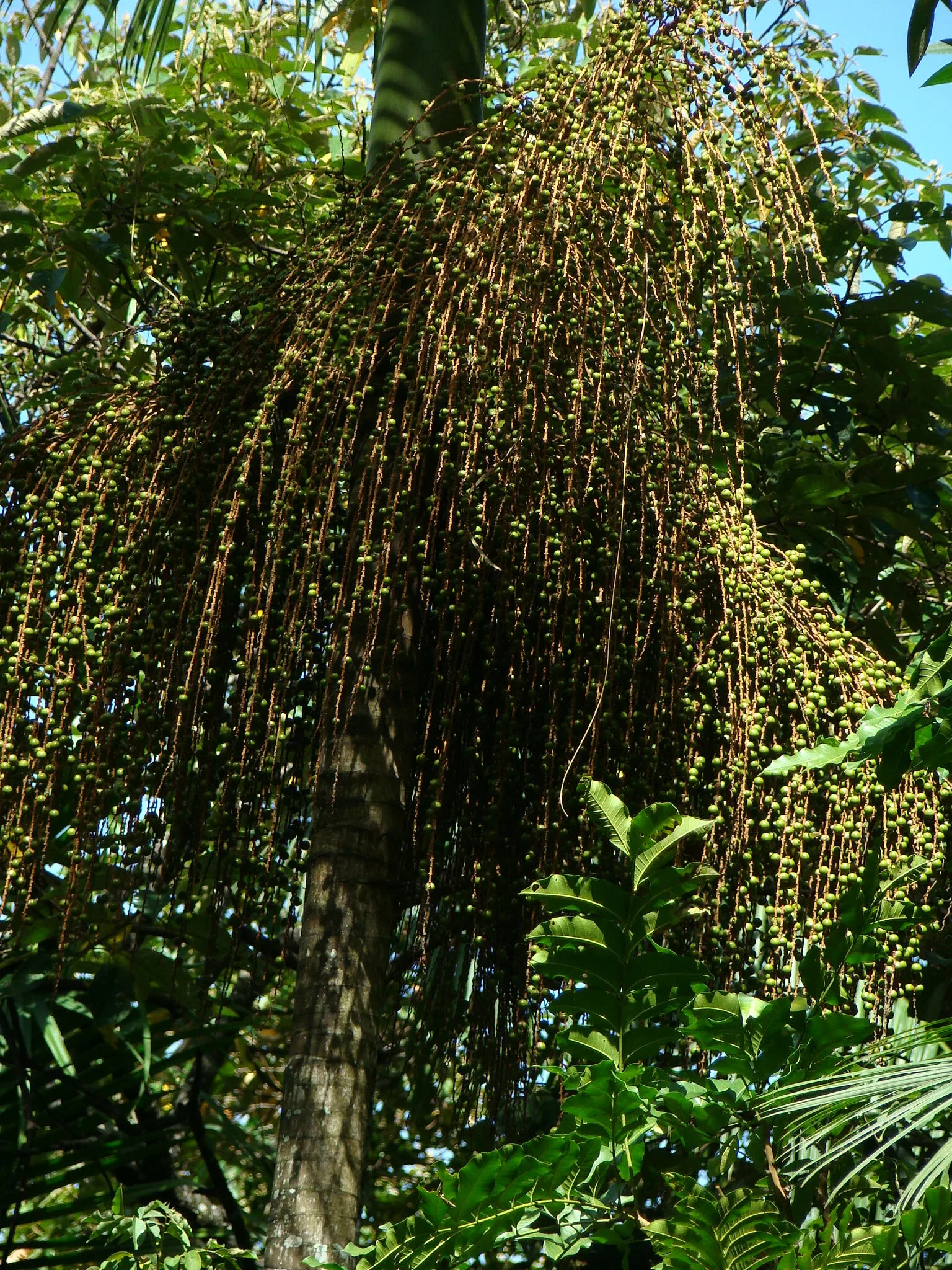 Cachos de frutos de juçara com casca roxa escura