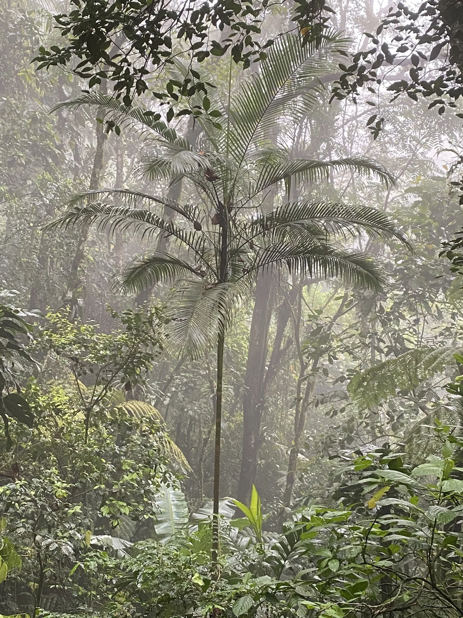 Palmeiras-juçara entre árvores e vegetação em uma floresta com neblina