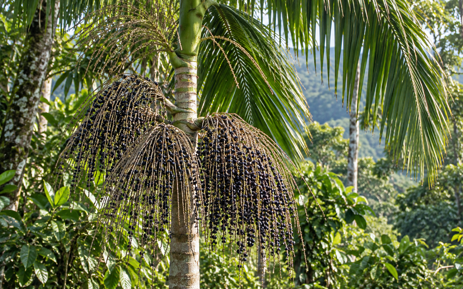Palmeira-juçara com dois cachos de frutos escuros entre folhas verdes na floresta